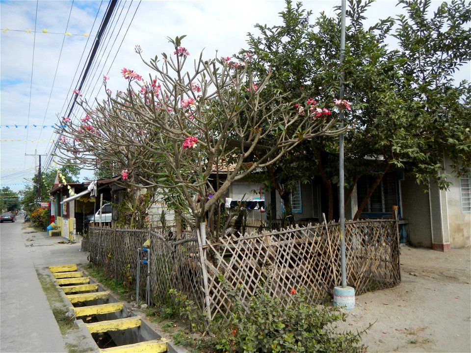 Plumeria rubra in the Philippines, Camachiles-Sapang Biabas-Bical, Mabalacat City, Pampanga Farm to Market Road in Barangay Bical, beside Camachiles, Sapang Biabas, Mabalacat City, Pampanga, Hall, Cha