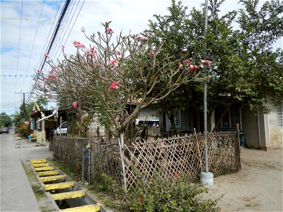 Plumeria rubra in the Philippines, Camachiles-Sapang Biabas-Bical, Mabalacat City, Pampanga Farm to Market Road in Barangay Bical, beside Camachiles, Sapang Biabas, Mabalacat City, Pampanga, Hall, Cha