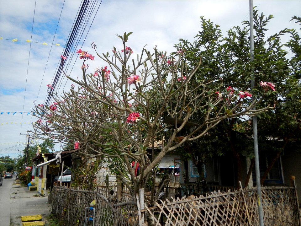 Plumeria rubra in the Philippines, Camachiles-Sapang Biabas-Bical, Mabalacat City, Pampanga Farm to Market Road in Barangay Bical, beside Camachiles, Sapang Biabas, Mabalacat City, Pampanga, Hall, Cha
