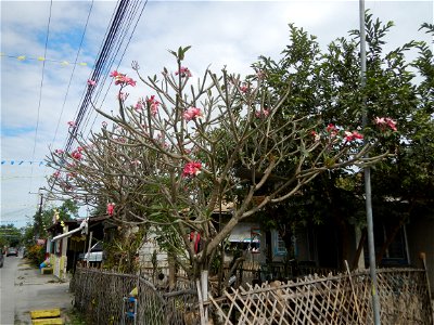 Plumeria rubra in the Philippines, Camachiles-Sapang Biabas-Bical, Mabalacat City, Pampanga Farm to Market Road in Barangay Bical, beside Camachiles, Sapang Biabas, Mabalacat City, Pampanga, Hall, Cha