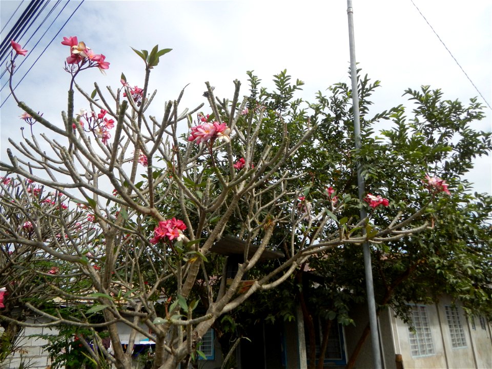 Plumeria rubra in the Philippines, Camachiles-Sapang Biabas-Bical, Mabalacat City, Pampanga Farm to Market Road in Barangay Bical, beside Camachiles, Sapang Biabas, Mabalacat City, Pampanga, Hall, Cha