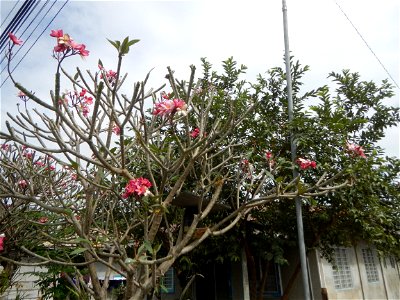 Plumeria rubra in the Philippines, Camachiles-Sapang Biabas-Bical, Mabalacat City, Pampanga Farm to Market Road in Barangay Bical, beside Camachiles, Sapang Biabas, Mabalacat City, Pampanga, Hall, Cha