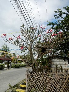 Plumeria rubra in the Philippines, Camachiles-Sapang Biabas-Bical, Mabalacat City, Pampanga Farm to Market Road in Barangay Bical, beside Camachiles, Sapang Biabas, Mabalacat City, Pampanga, Hall, Cha