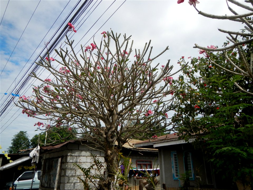Plumeria rubra in the Philippines, Camachiles-Sapang Biabas-Bical, Mabalacat City, Pampanga Farm to Market Road in Barangay Bical, beside Camachiles, Sapang Biabas, Mabalacat City, Pampanga, Hall, Cha