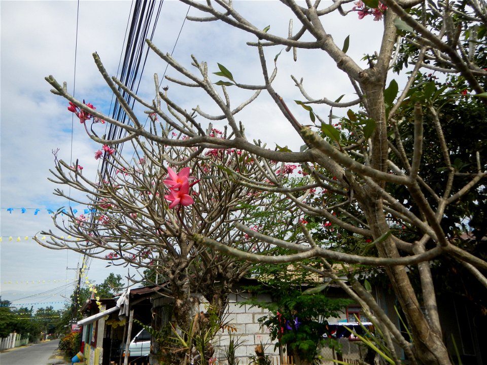 Plumeria rubra in the Philippines, Camachiles-Sapang Biabas-Bical, Mabalacat City, Pampanga Farm to Market Road in Barangay Bical, beside Camachiles, Sapang Biabas, Mabalacat City, Pampanga, Hall, Cha