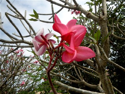 Plumeria rubra in the Philippines, Camachiles-Sapang Biabas-Bical, Mabalacat City, Pampanga Farm to Market Road in Barangay Bical, beside Camachiles, Sapang Biabas, Mabalacat City, Pampanga, Hall, Cha