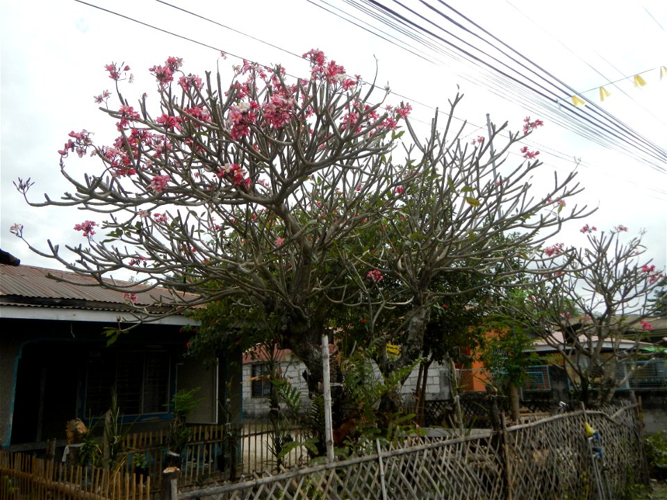Plumeria rubra in the Philippines, Camachiles-Sapang Biabas-Bical, Mabalacat City, Pampanga Farm to Market Road in Barangay Bical, beside Camachiles, Sapang Biabas, Mabalacat City, Pampanga, Hall, Cha