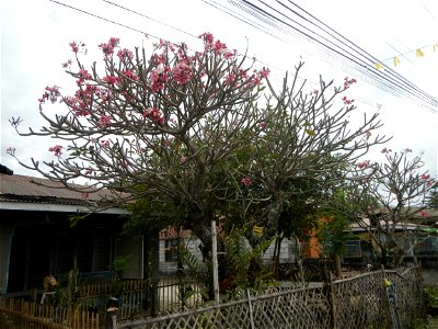 Plumeria rubra in the Philippines, Camachiles-Sapang Biabas-Bical, Mabalacat City, Pampanga Farm to Market Road in Barangay Bical, beside Camachiles, Sapang Biabas, Mabalacat City, Pampanga, Hall, Cha