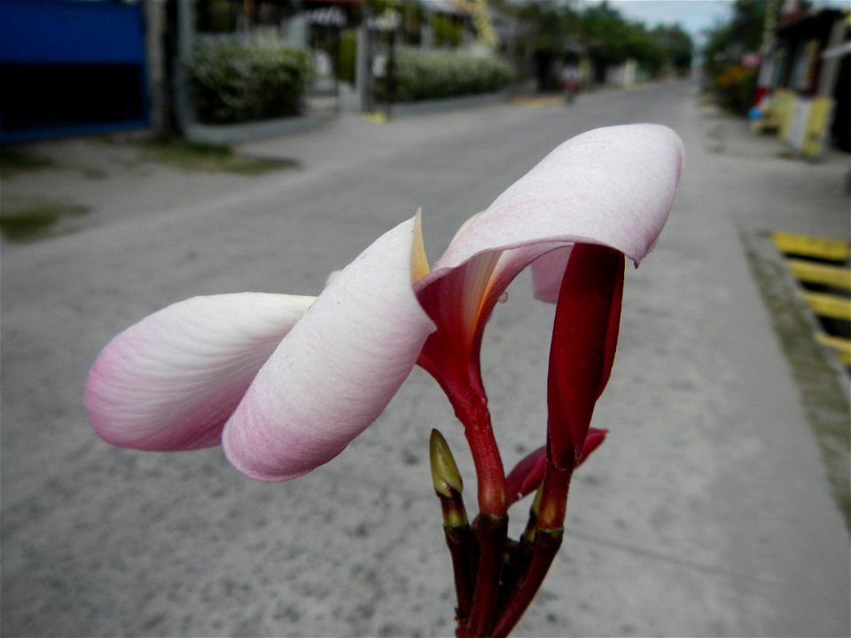 Plumeria rubra in the Philippines, Camachiles-Sapang Biabas-Bical, Mabalacat City, Pampanga Farm to Market Road in Barangay Bical, beside Camachiles, Sapang Biabas, Mabalacat City, Pampanga, Hall, Cha
