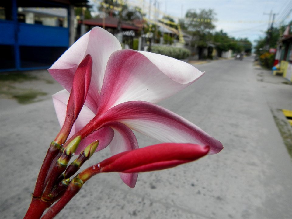 Plumeria rubra in the Philippines, Camachiles-Sapang Biabas-Bical, Mabalacat City, Pampanga Farm to Market Road in Barangay Bical, beside Camachiles, Sapang Biabas, Mabalacat City, Pampanga, Hall, Cha