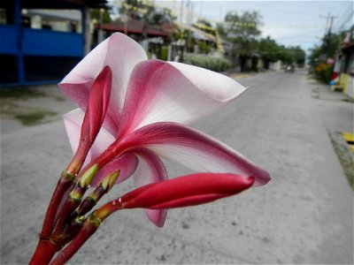 Plumeria rubra in the Philippines, Camachiles-Sapang Biabas-Bical, Mabalacat City, Pampanga Farm to Market Road in Barangay Bical, beside Camachiles, Sapang Biabas, Mabalacat City, Pampanga, Hall, Cha