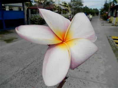 Plumeria rubra in the Philippines, Camachiles-Sapang Biabas-Bical, Mabalacat City, Pampanga Farm to Market Road in Barangay Bical, beside Camachiles, Sapang Biabas, Mabalacat City, Pampanga, Hall, Cha