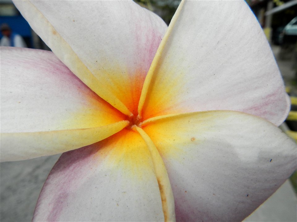 Plumeria rubra in the Philippines, Camachiles-Sapang Biabas-Bical, Mabalacat City, Pampanga Farm to Market Road in Barangay Bical, beside Camachiles, Sapang Biabas, Mabalacat City, Pampanga, Hall, Cha