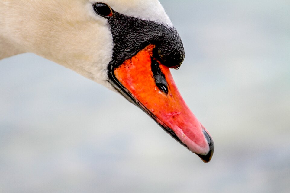 Animal water bird