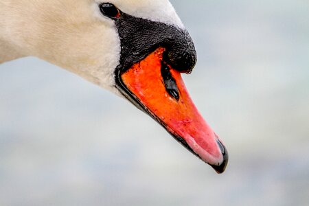 Animal water bird photo