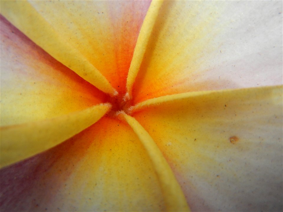 Plumeria rubra in the Philippines, Camachiles-Sapang Biabas-Bical, Mabalacat City, Pampanga Farm to Market Road in Barangay Bical, beside Camachiles, Sapang Biabas, Mabalacat City, Pampanga, Hall, Cha