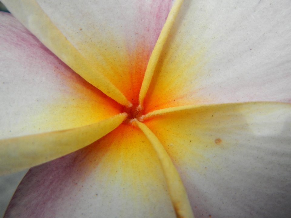 Plumeria rubra in the Philippines, Camachiles-Sapang Biabas-Bical, Mabalacat City, Pampanga Farm to Market Road in Barangay Bical, beside Camachiles, Sapang Biabas, Mabalacat City, Pampanga, Hall, Cha