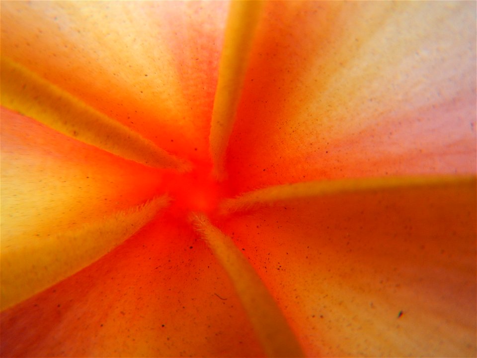 Plumeria rubra in the Philippines, Camachiles-Sapang Biabas-Bical, Mabalacat City, Pampanga Farm to Market Road in Barangay Bical, beside Camachiles, Sapang Biabas, Mabalacat City, Pampanga, Hall, Cha