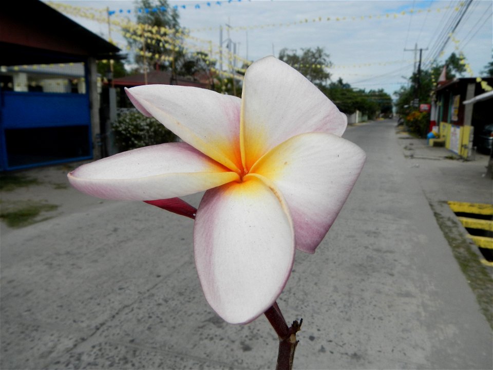 Plumeria rubra in the Philippines, Camachiles-Sapang Biabas-Bical, Mabalacat City, Pampanga Farm to Market Road in Barangay Bical, beside Camachiles, Sapang Biabas, Mabalacat City, Pampanga, Hall, Cha