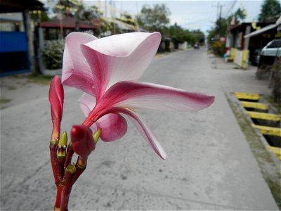 Plumeria rubra in the Philippines, Camachiles-Sapang Biabas-Bical, Mabalacat City, Pampanga Farm to Market Road in Barangay Bical, beside Camachiles, Sapang Biabas, Mabalacat City, Pampanga, Hall, Cha