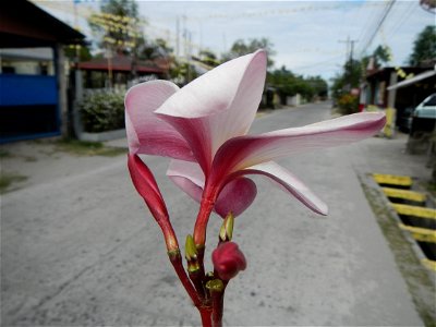 Plumeria rubra in the Philippines, Camachiles-Sapang Biabas-Bical, Mabalacat City, Pampanga Farm to Market Road in Barangay Bical, beside Camachiles, Sapang Biabas, Mabalacat City, Pampanga, Hall, Cha
