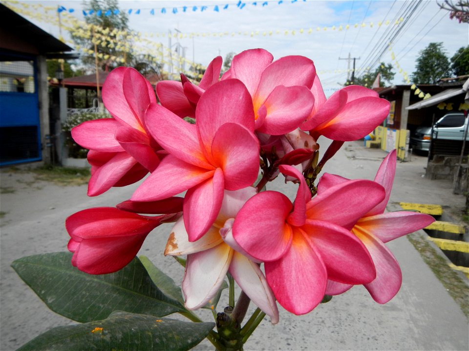 Plumeria rubra in the Philippines, Camachiles-Sapang Biabas-Bical, Mabalacat City, Pampanga Farm to Market Road in Barangay Bical, beside Camachiles, Sapang Biabas, Mabalacat City, Pampanga, Hall, Cha