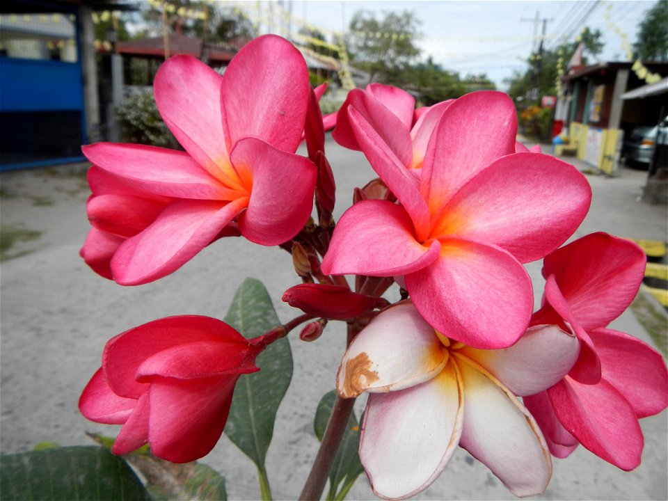 Plumeria rubra in the Philippines, Camachiles-Sapang Biabas-Bical, Mabalacat City, Pampanga Farm to Market Road in Barangay Bical, beside Camachiles, Sapang Biabas, Mabalacat City, Pampanga, Hall, Cha