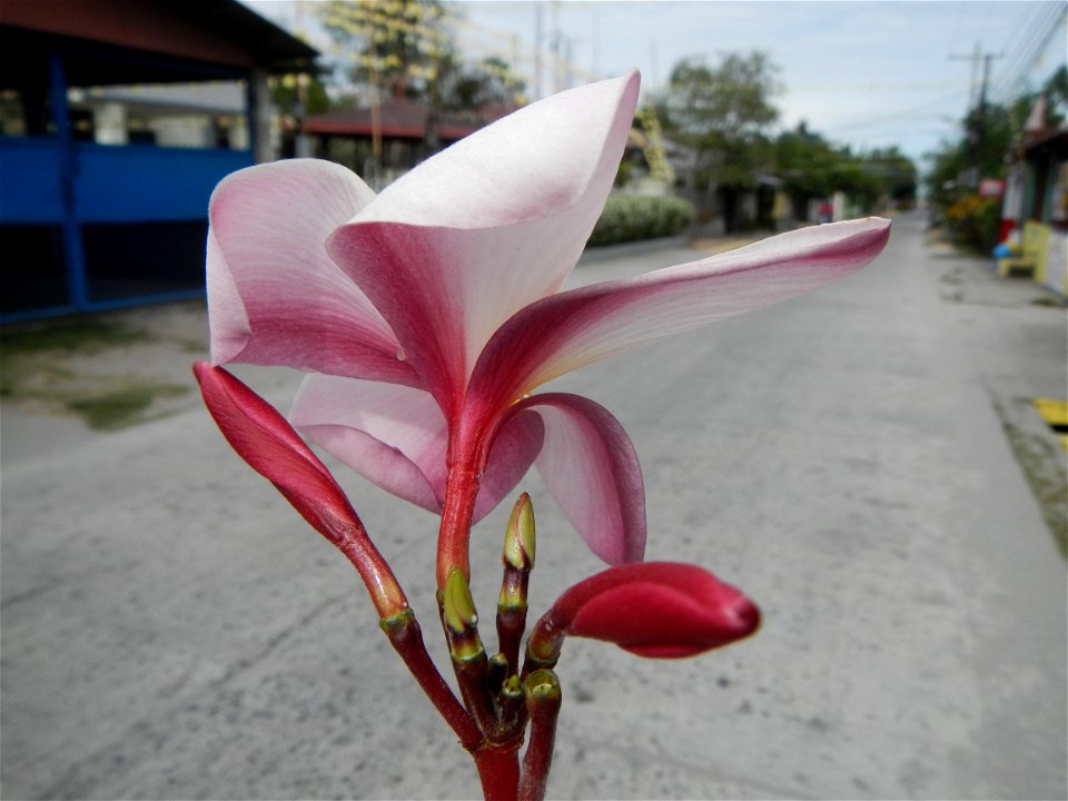 Plumeria rubra in the Philippines, Camachiles-Sapang Biabas-Bical, Mabalacat City, Pampanga Farm to Market Road in Barangay Bical, beside Camachiles, Sapang Biabas, Mabalacat City, Pampanga, Hall, Cha