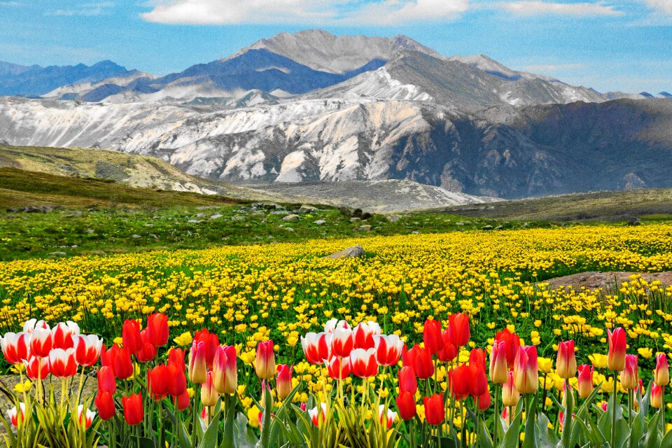 Nature mountain flowers