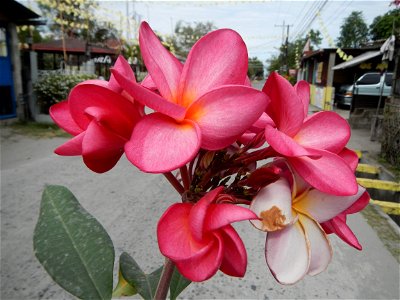 Plumeria rubra in the Philippines, Camachiles-Sapang Biabas-Bical, Mabalacat City, Pampanga Farm to Market Road in Barangay Bical, beside Camachiles, Sapang Biabas, Mabalacat City, Pampanga, Hall, Cha