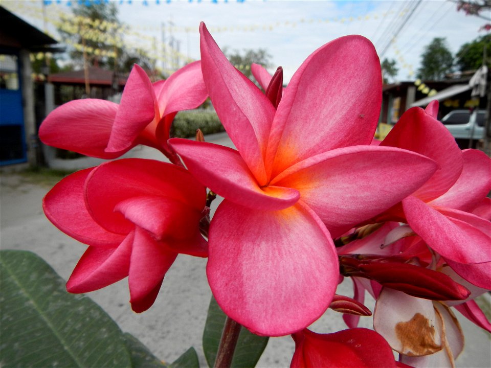 Plumeria rubra in the Philippines, Camachiles-Sapang Biabas-Bical, Mabalacat City, Pampanga Farm to Market Road in Barangay Bical, beside Camachiles, Sapang Biabas, Mabalacat City, Pampanga, Hall, Cha