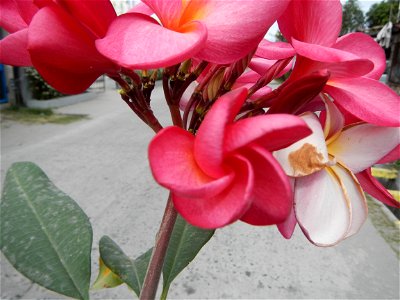Plumeria rubra in the Philippines, Camachiles-Sapang Biabas-Bical, Mabalacat City, Pampanga Farm to Market Road in Barangay Bical, beside Camachiles, Sapang Biabas, Mabalacat City, Pampanga, Hall, Cha