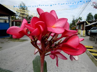 Plumeria rubra in the Philippines, Camachiles-Sapang Biabas-Bical, Mabalacat City, Pampanga Farm to Market Road in Barangay Bical, beside Camachiles, Sapang Biabas, Mabalacat City, Pampanga, Hall, Cha