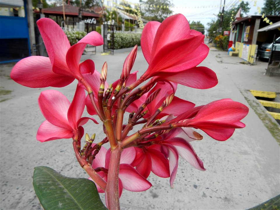 Plumeria rubra in the Philippines, Camachiles-Sapang Biabas-Bical, Mabalacat City, Pampanga Farm to Market Road in Barangay Bical, beside Camachiles, Sapang Biabas, Mabalacat City, Pampanga, Hall, Cha