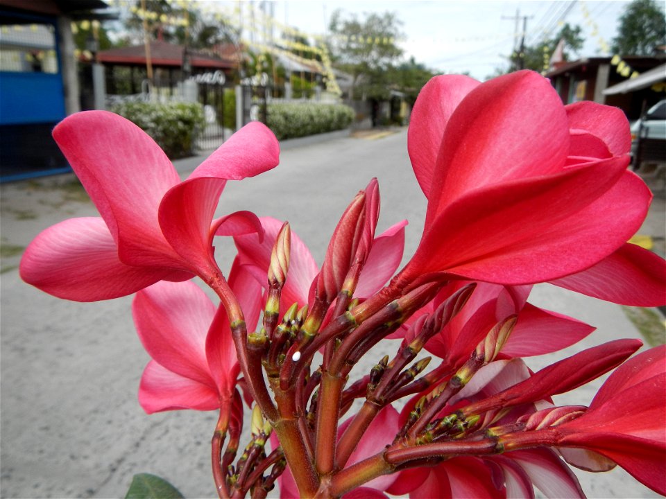 Plumeria rubra in the Philippines, Camachiles-Sapang Biabas-Bical, Mabalacat City, Pampanga Farm to Market Road in Barangay Bical, beside Camachiles, Sapang Biabas, Mabalacat City, Pampanga, Hall, Cha