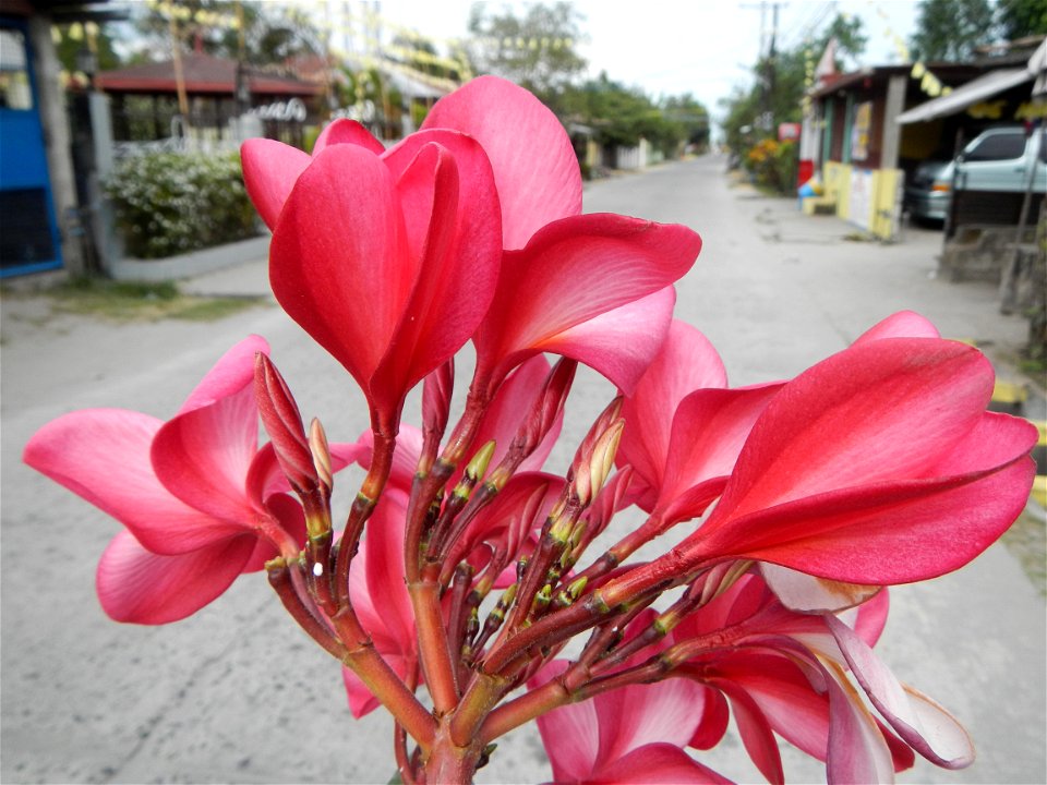 Plumeria rubra in the Philippines, Camachiles-Sapang Biabas-Bical, Mabalacat City, Pampanga Farm to Market Road in Barangay Bical, beside Camachiles, Sapang Biabas, Mabalacat City, Pampanga, Hall, Cha