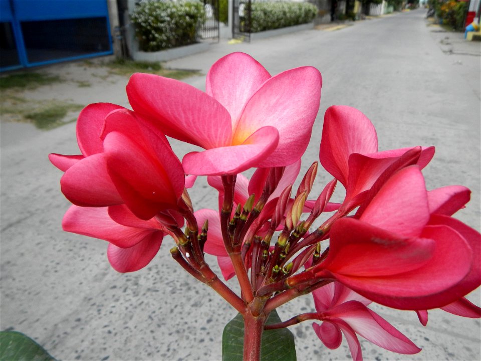 Plumeria rubra in the Philippines, Camachiles-Sapang Biabas-Bical, Mabalacat City, Pampanga Farm to Market Road in Barangay Bical, beside Camachiles, Sapang Biabas, Mabalacat City, Pampanga, Hall, Cha