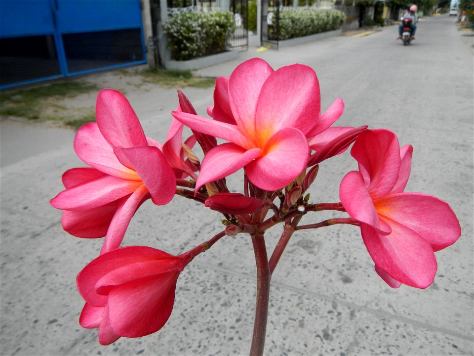 Plumeria rubra in the Philippines, Camachiles-Sapang Biabas-Bical, Mabalacat City, Pampanga Farm to Market Road in Barangay Bical, beside Camachiles, Sapang Biabas, Mabalacat City, Pampanga, Hall, Cha