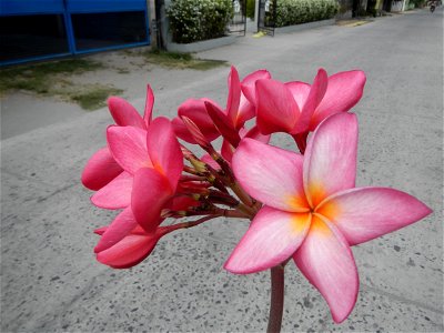 Plumeria rubra in the Philippines, Camachiles-Sapang Biabas-Bical, Mabalacat City, Pampanga Farm to Market Road in Barangay Bical, beside Camachiles, Sapang Biabas, Mabalacat City, Pampanga, Hall, Cha