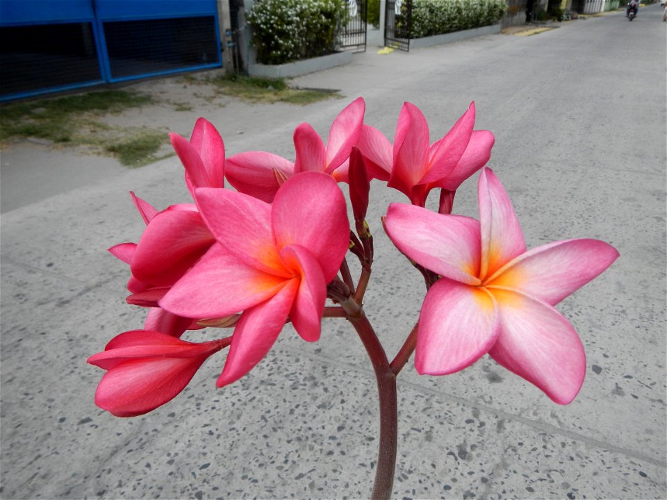 Plumeria rubra in the Philippines, Camachiles-Sapang Biabas-Bical, Mabalacat City, Pampanga Farm to Market Road in Barangay Bical, beside Camachiles, Sapang Biabas, Mabalacat City, Pampanga, Hall, Cha
