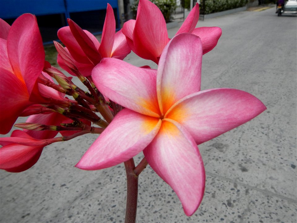 Plumeria rubra in the Philippines, Camachiles-Sapang Biabas-Bical, Mabalacat City, Pampanga Farm to Market Road in Barangay Bical, beside Camachiles, Sapang Biabas, Mabalacat City, Pampanga, Hall, Cha