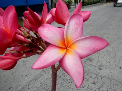 Plumeria rubra in the Philippines, Camachiles-Sapang Biabas-Bical, Mabalacat City, Pampanga Farm to Market Road in Barangay Bical, beside Camachiles, Sapang Biabas, Mabalacat City, Pampanga, Hall, Cha