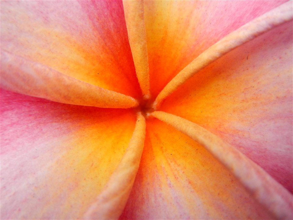 Plumeria rubra in the Philippines, Camachiles-Sapang Biabas-Bical, Mabalacat City, Pampanga Farm to Market Road in Barangay Bical, beside Camachiles, Sapang Biabas, Mabalacat City, Pampanga, Hall, Cha