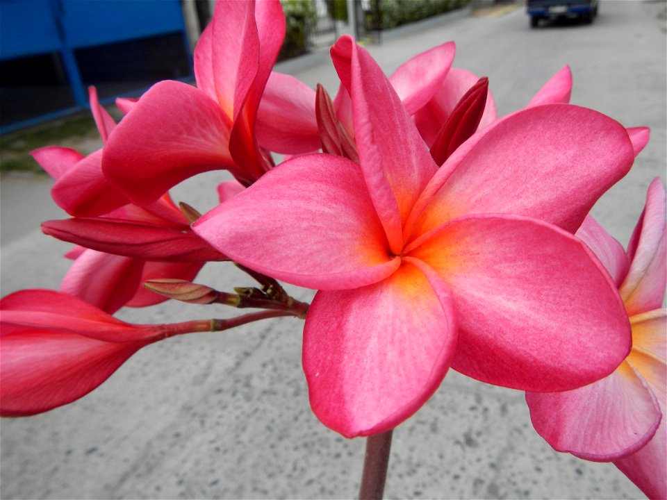 Plumeria rubra in the Philippines, Camachiles-Sapang Biabas-Bical, Mabalacat City, Pampanga Farm to Market Road in Barangay Bical, beside Camachiles, Sapang Biabas, Mabalacat City, Pampanga, Hall, Cha