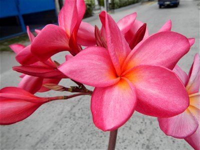 Plumeria rubra in the Philippines, Camachiles-Sapang Biabas-Bical, Mabalacat City, Pampanga Farm to Market Road in Barangay Bical, beside Camachiles, Sapang Biabas, Mabalacat City, Pampanga, Hall, Cha