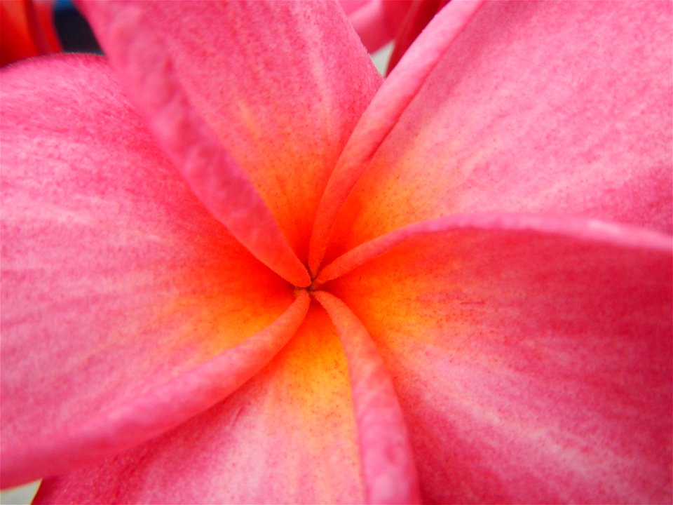 Plumeria rubra in the Philippines, Camachiles-Sapang Biabas-Bical, Mabalacat City, Pampanga Farm to Market Road in Barangay Bical, beside Camachiles, Sapang Biabas, Mabalacat City, Pampanga, Hall, Cha