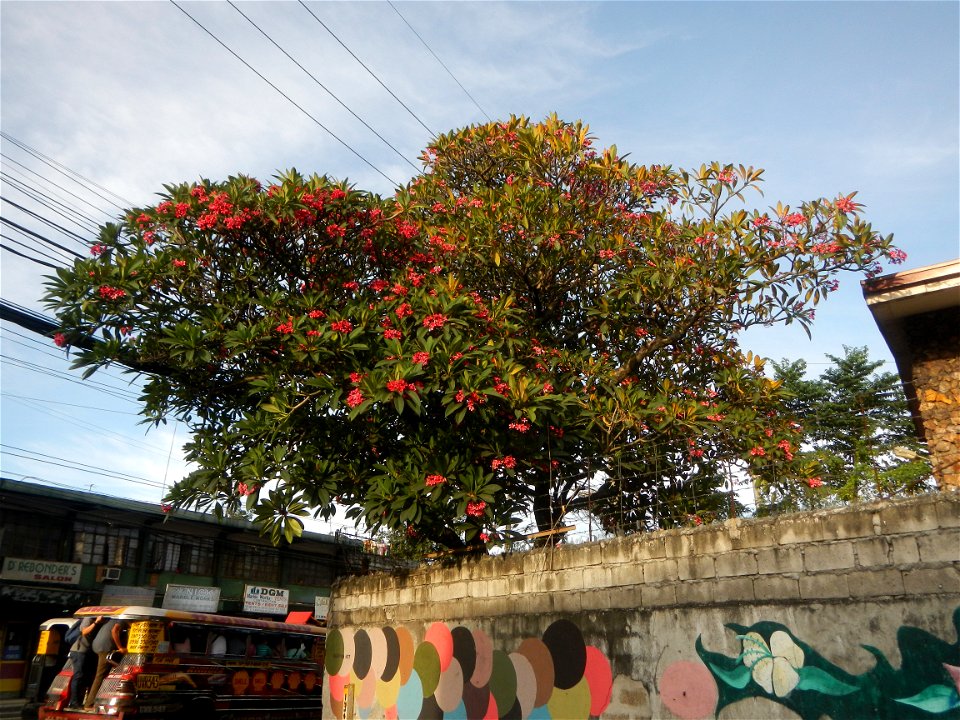 Andres Bonifacio Avenue by the Barangka Viaduct (Marikina City) Load limit 20 metric tons K0014+1081 K0014+1241 length 160 meters Monte Vista Footbridge (Marcos Highway, Industrial Valley - Barangaka,