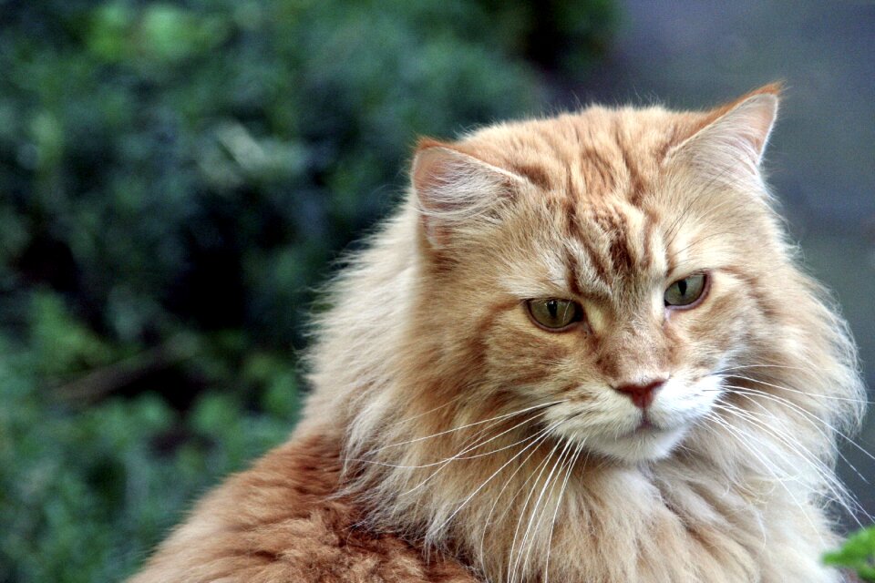 Cat cat face maine coon cat