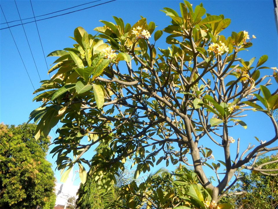 Apocynaceae Kalachuchi Plumeria acuminata W. T. Ait. Temple Flower, Frangipani Da ji hua Plumeria rubra f. lutea Plumeria rubra in the Philippines Barangays Canalate  14°50'8"N 120°48'12"E and Santiag