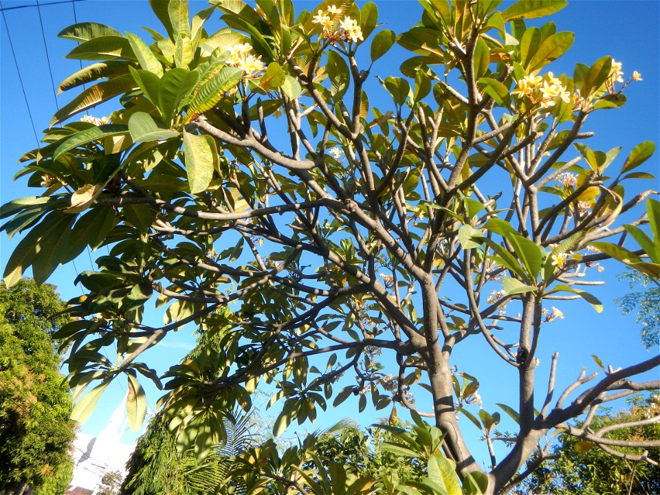 Apocynaceae Kalachuchi Plumeria acuminata W. T. Ait. Temple Flower, Frangipani Da ji hua Plumeria rubra f. lutea Plumeria rubra in the Philippines Barangays Canalate  14°50'8"N 120°48'12"E and Santiag